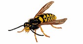 Fen Warreners Pest Control 375557 Image 0